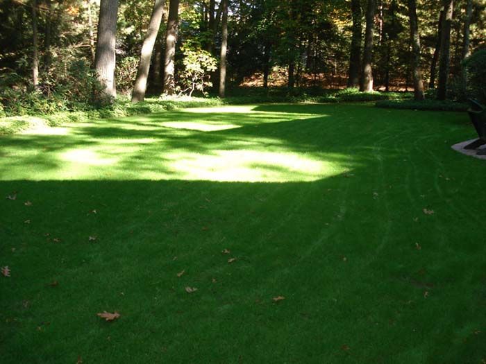 A lush green lawn with trees in the background