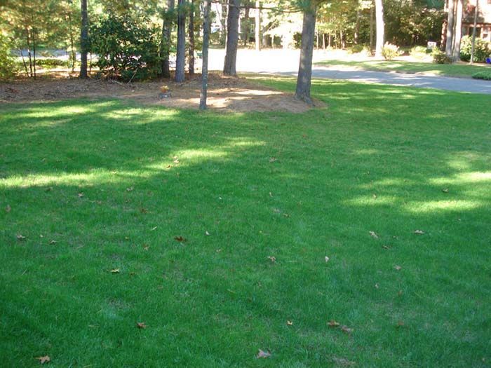A lush green lawn with trees in the background