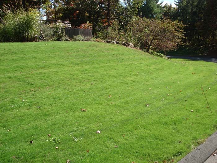 A lush green lawn with trees in the background