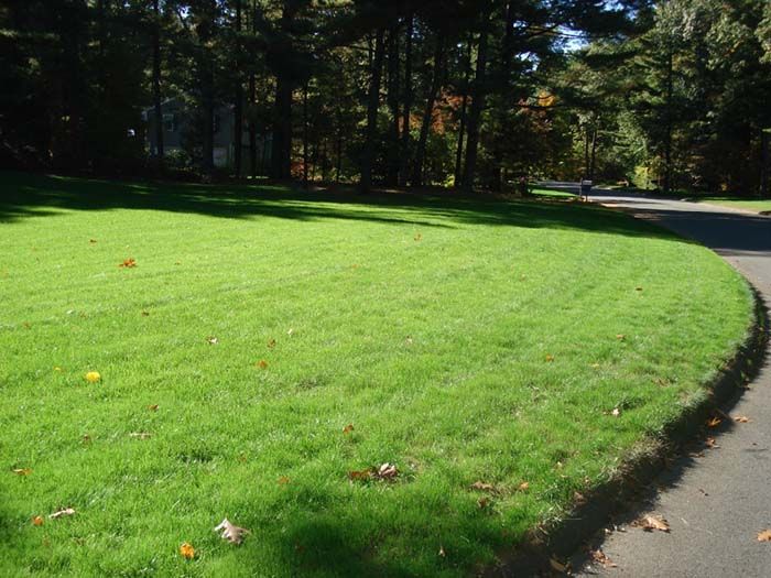 A path going through a grassy field with trees in the background