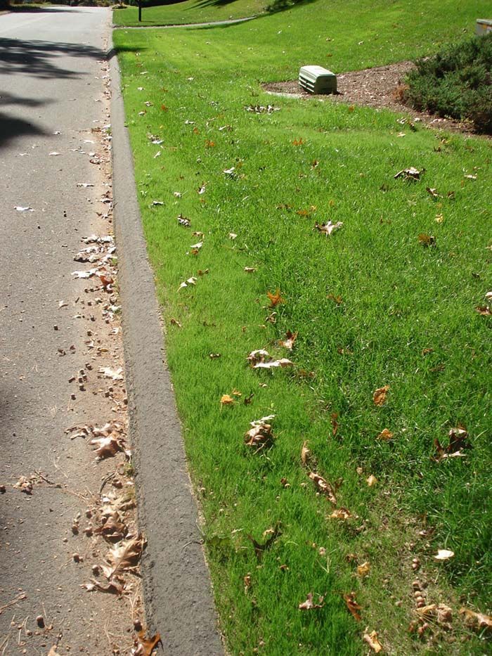 A lawn with leaves on it next to a road