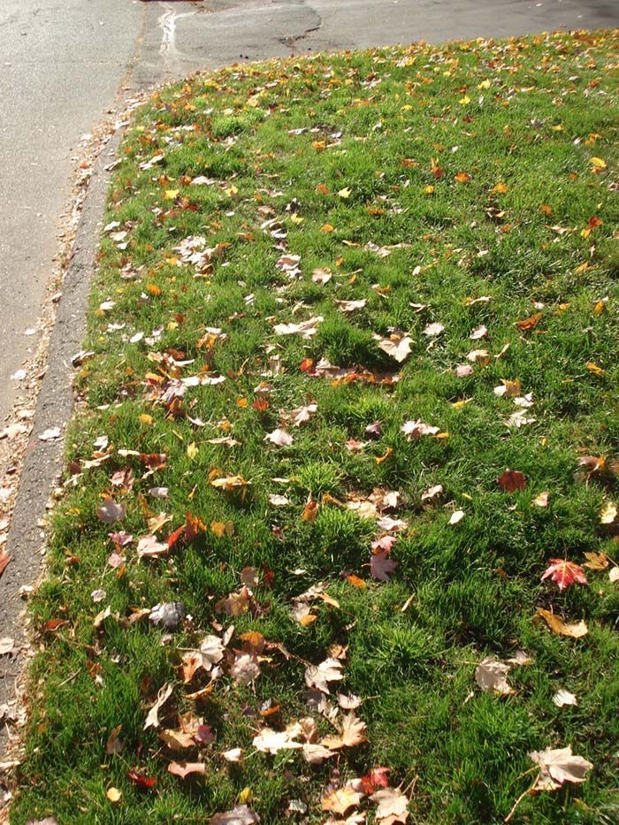 A lawn with a lot of leaves on it
