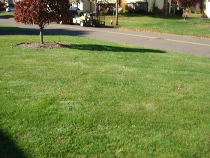 A lush green lawn with a tree in the middle of it