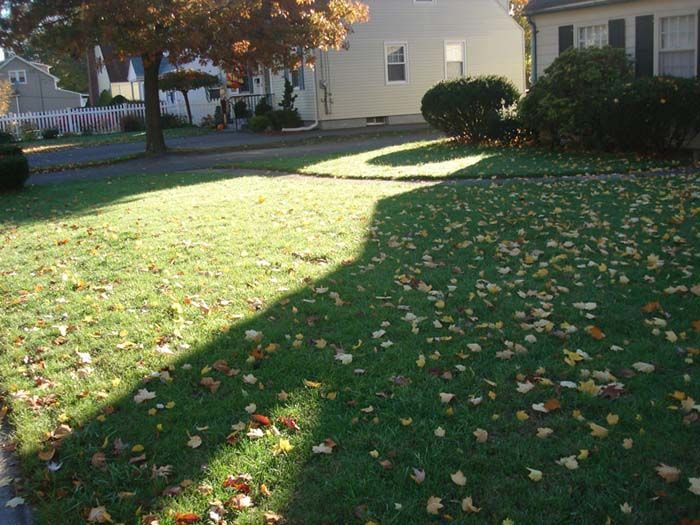 A lawn with leaves on it and a house in the background