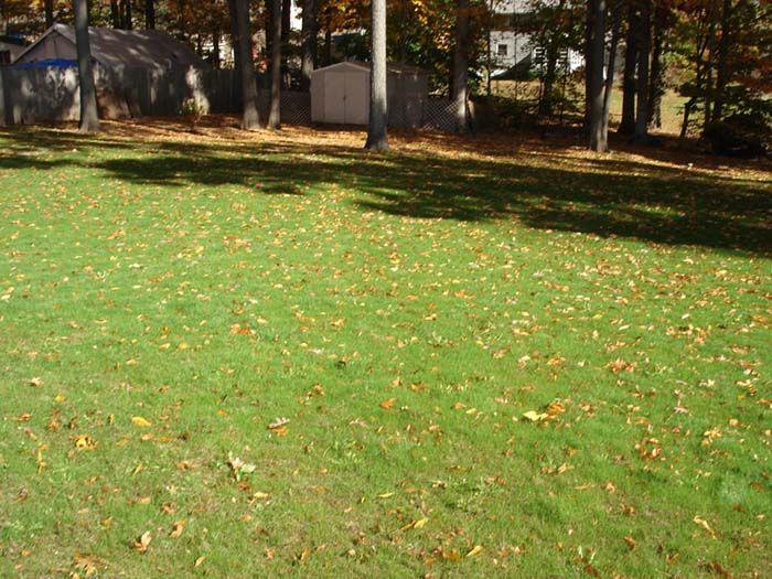 A lush green lawn with a lot of leaves on it