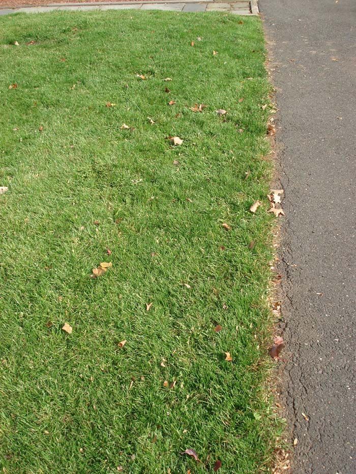 A close up of a lawn next to a road.