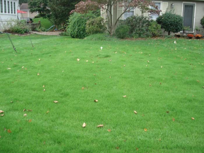 A lush green lawn with leaves on it in front of a house.