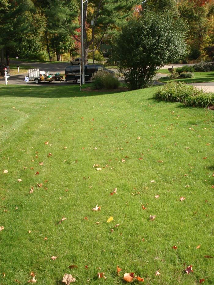 A lush green lawn with leaves on the ground