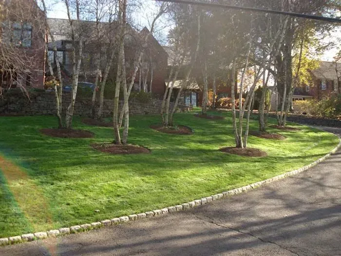 A lush green lawn is surrounded by trees and a driveway.