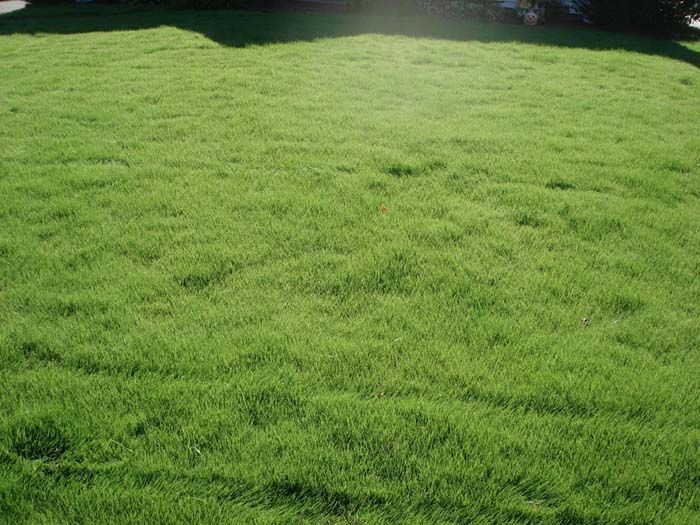 A lush green lawn with a lot of grass and trees in the background.