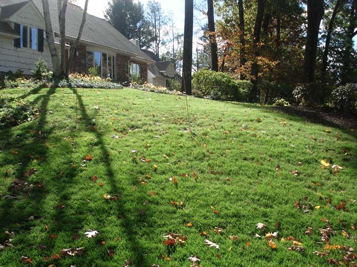 A lush green lawn with a house in the background
