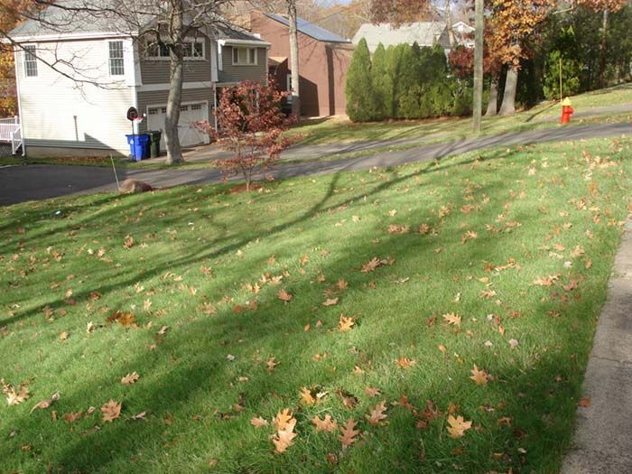 A lush green lawn with leaves on it and a fire hydrant in the background.