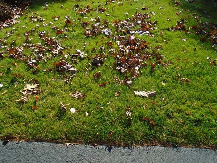 A lawn with a lot of leaves on it