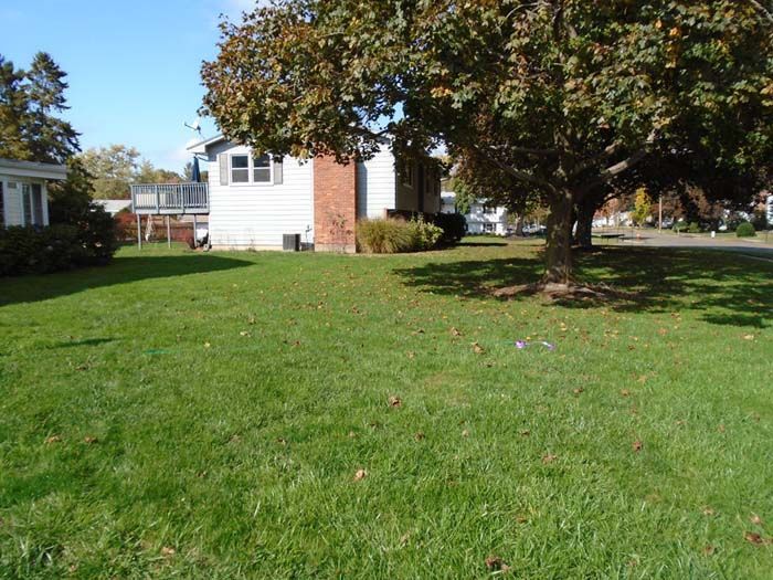 A lush green yard with a house in the background