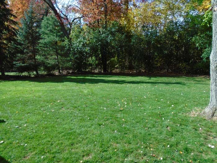 A large lush green field with trees in the background.