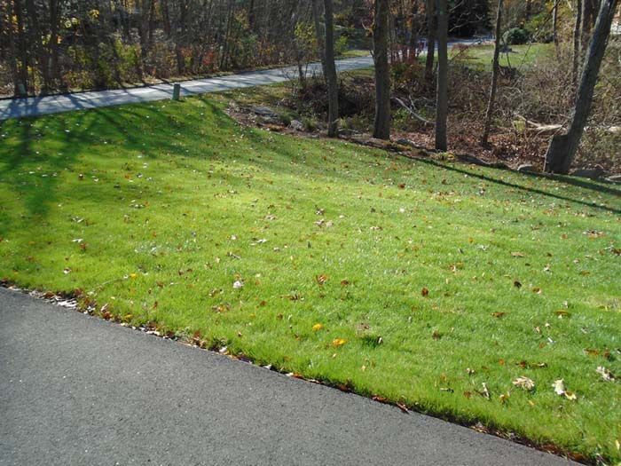 A lush green lawn along a road with trees in the background
