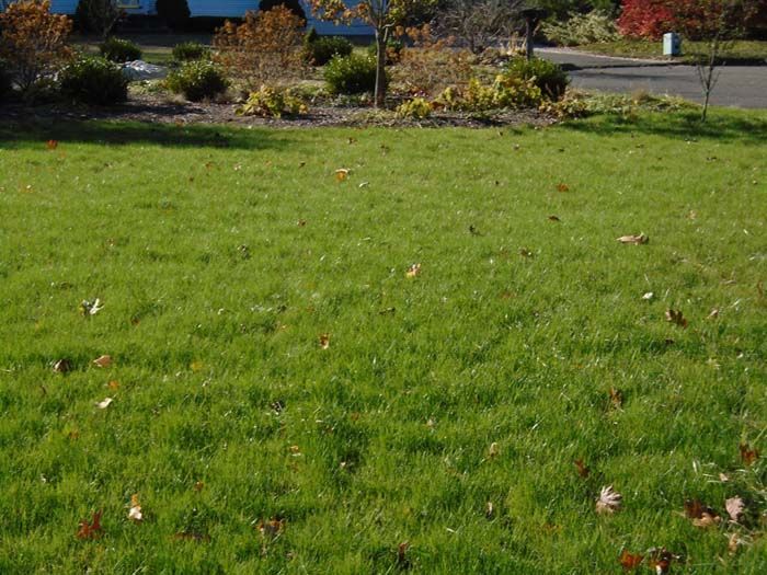 A lush green lawn with a lot of leaves on it