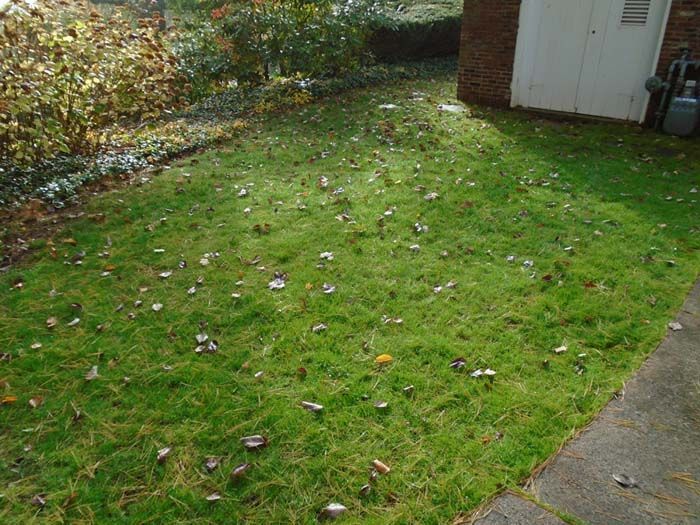 A lush green lawn with leaves on it and a brick building in the background.