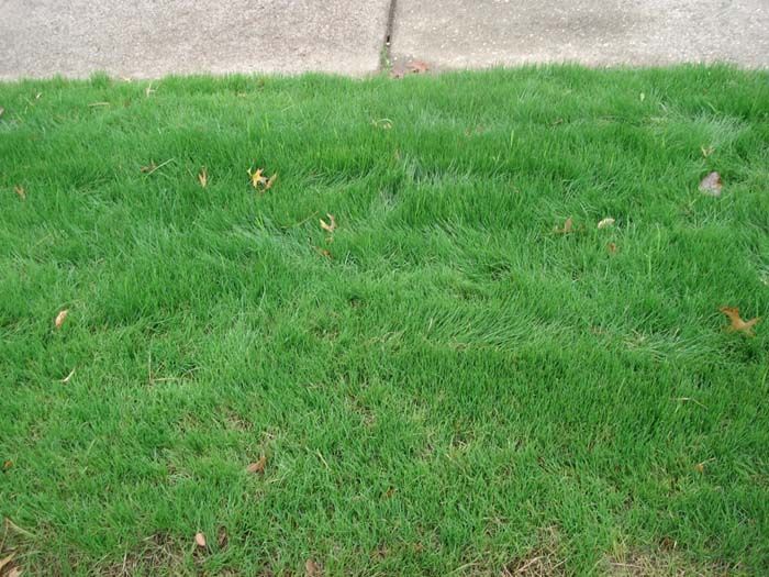 A close up of a lush green lawn next to a sidewalk.