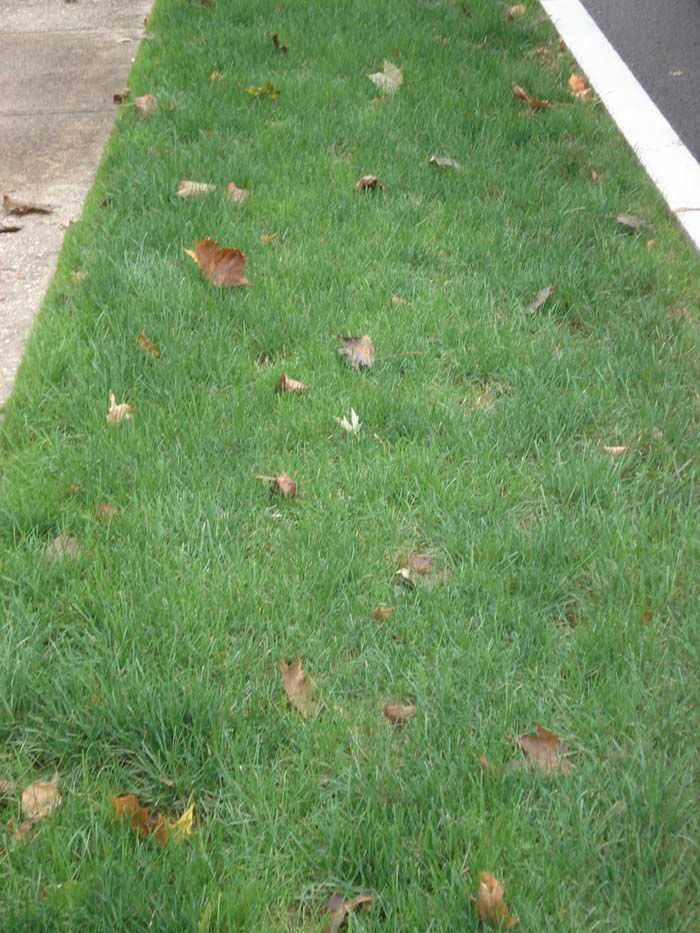 A sidewalk with a lot of grass and leaves on it
