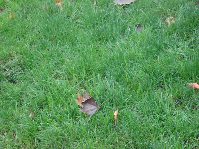 A close up of a lush green lawn with leaves on it