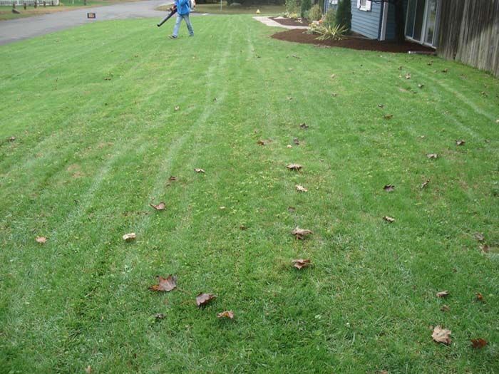 A person is blowing leaves from a lush green lawn.