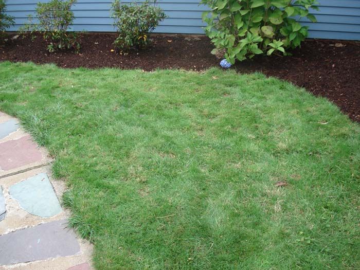 A lush green lawn with a blue house in the background
