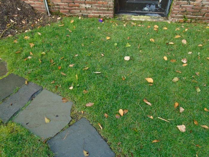 A lawn with leaves on it and a stone walkway