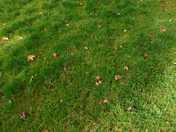 A close up of a lush green lawn with leaves on it.