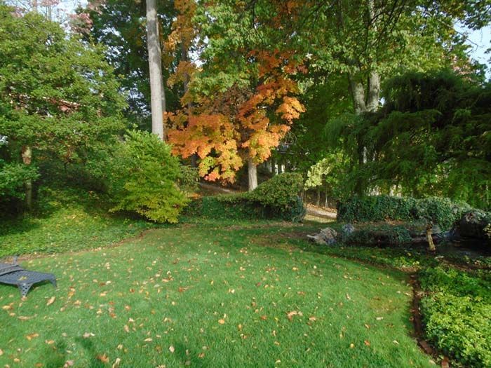 A lush green park with trees and leaves on the ground
