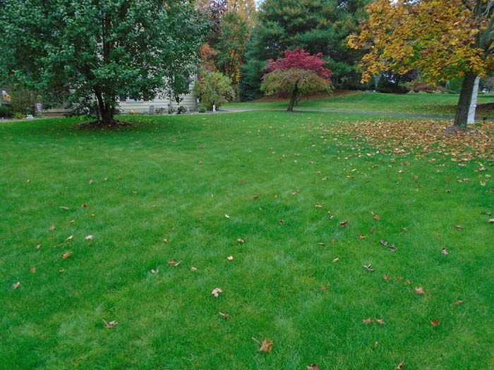 A lush green lawn with trees in the background and leaves on the ground.