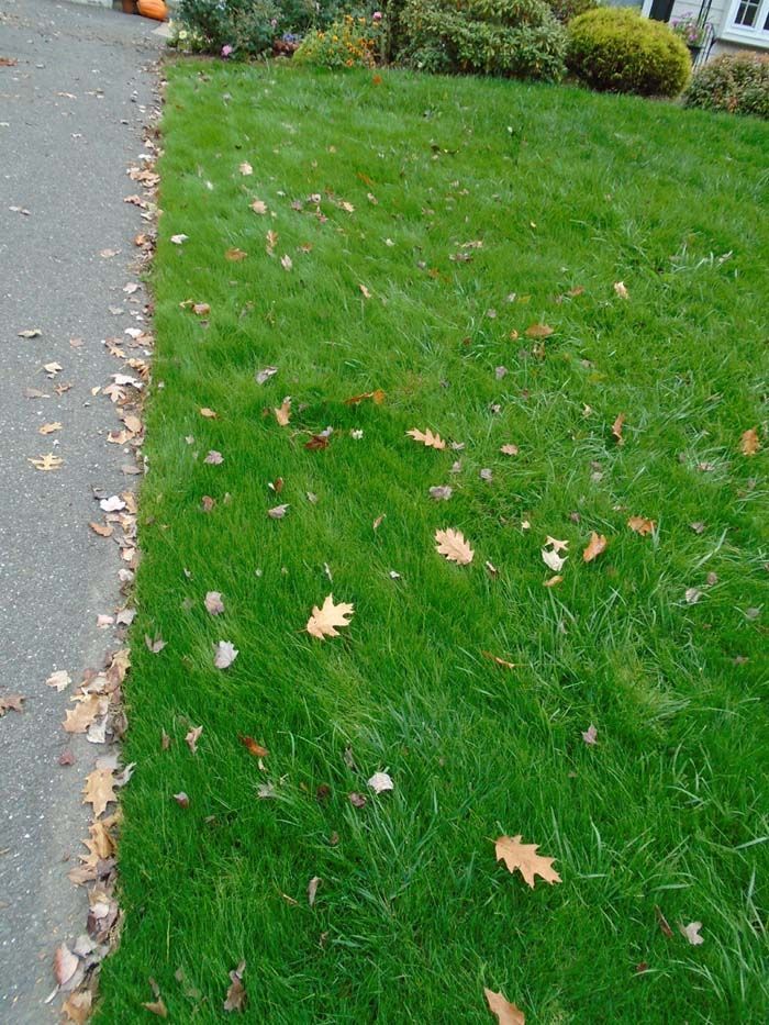 A lush green lawn with leaves on it next to a sidewalk.