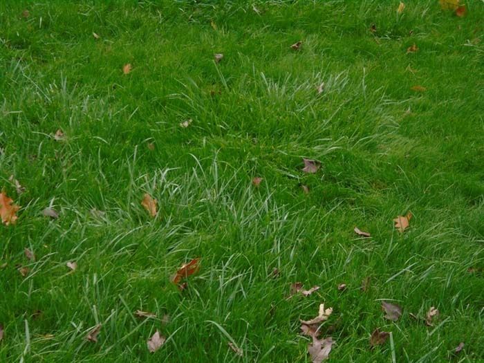 A close up of a lush green lawn with leaves on it