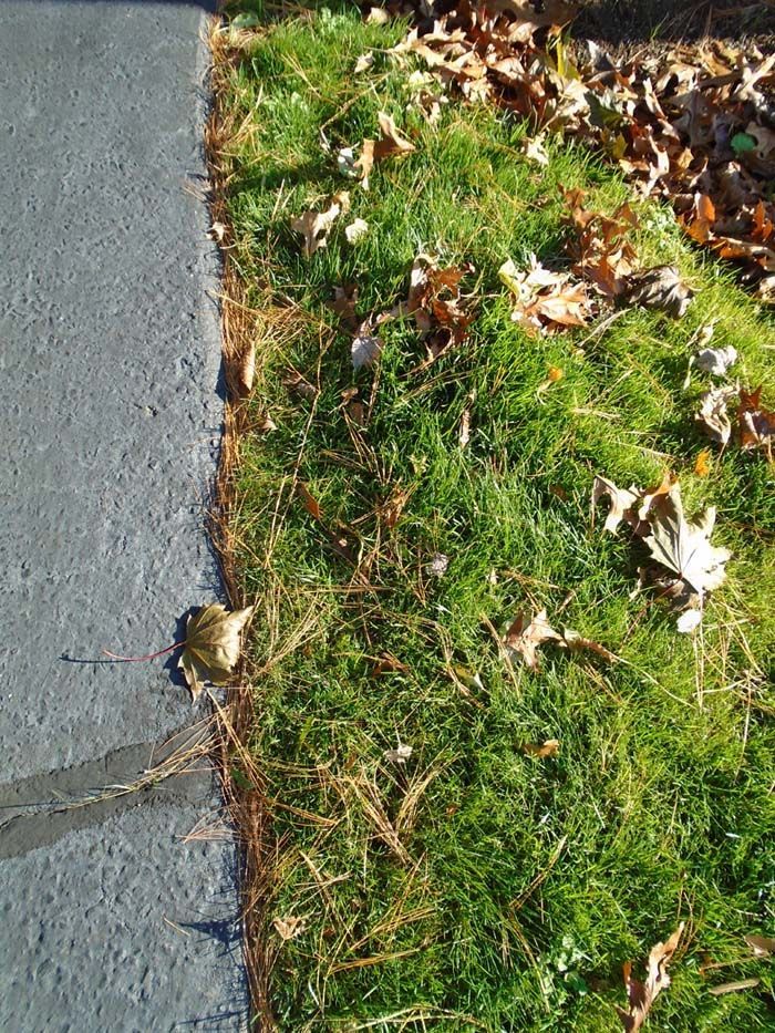 A close up of a grassy area next to a road