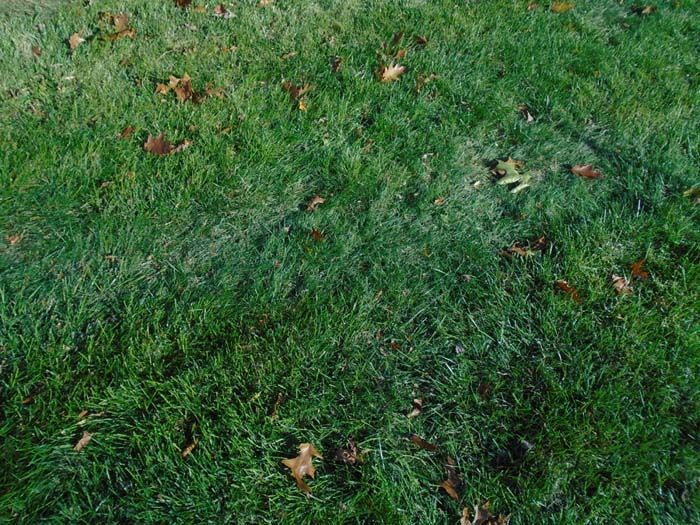A close up of a lush green lawn with leaves on it.