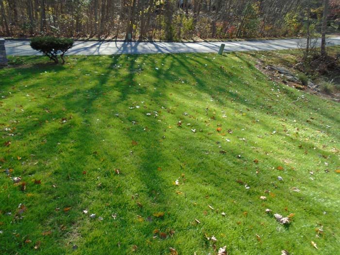 A lush green lawn with leaves on it and a road in the background.