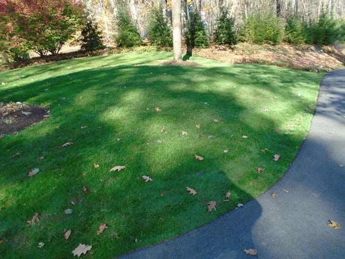 A lush green lawn is surrounded by trees and a driveway.