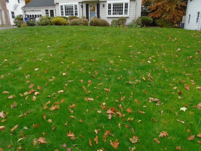 A lush green lawn with leaves on it in front of a house.