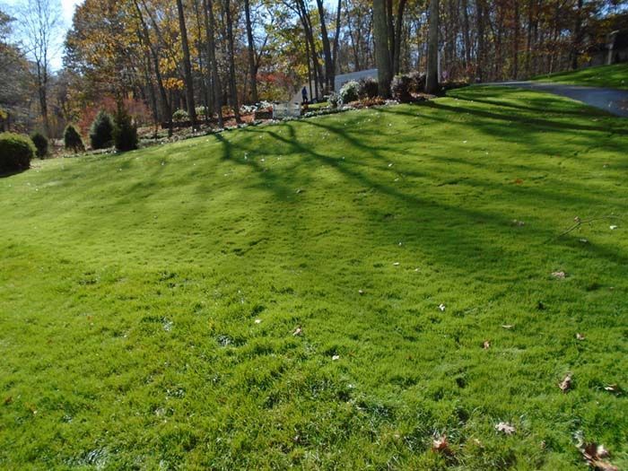 A lush green lawn with trees in the background