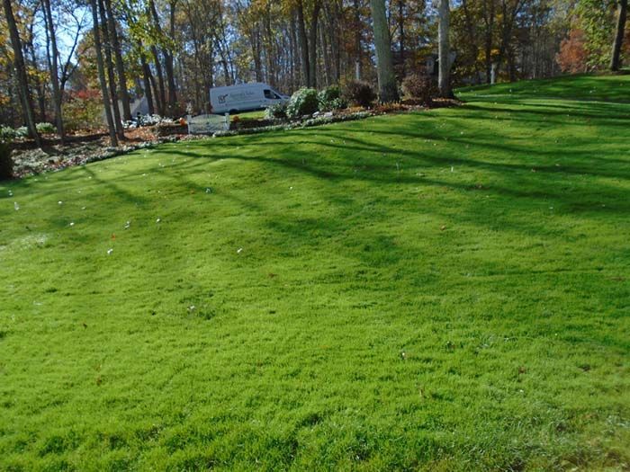 A lush green lawn with trees in the background