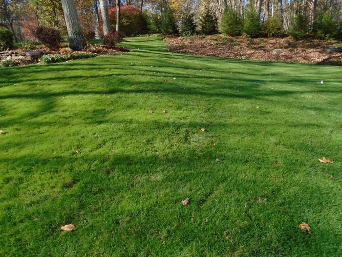 A lush green lawn with trees in the background