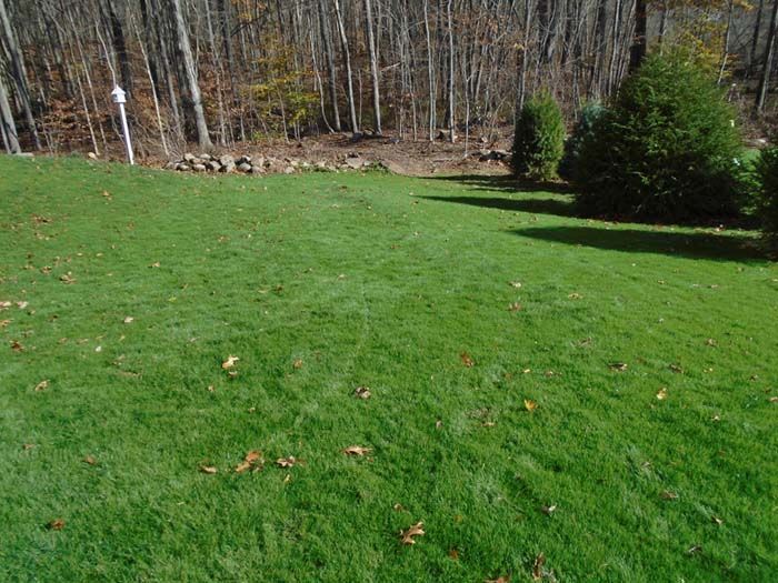 A lush green lawn with trees in the background.