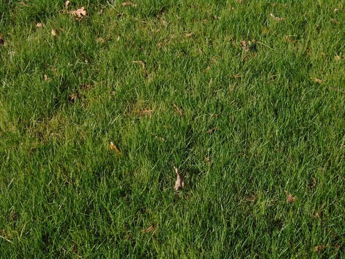 A close up of a lush green lawn with leaves on it.