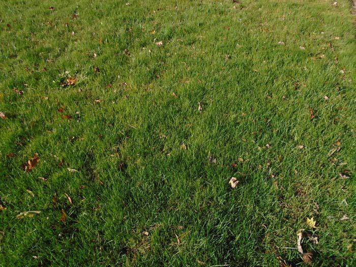 A lush green field of grass with leaves on it