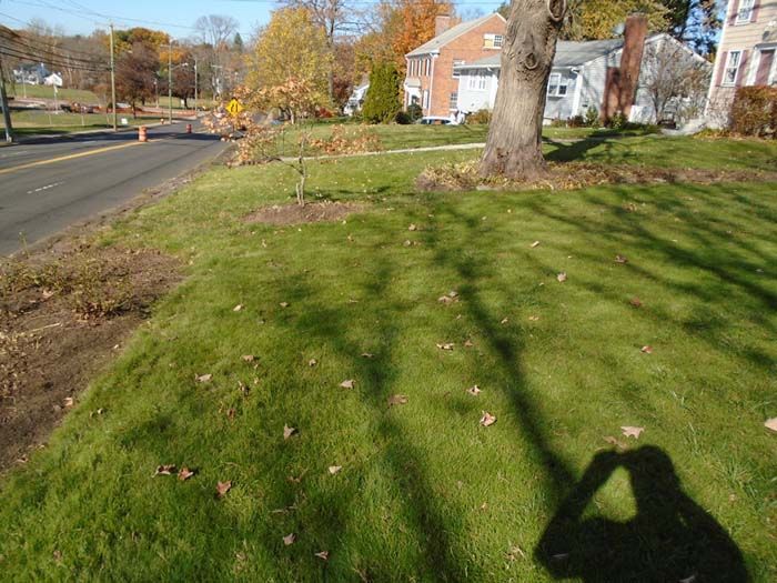 A shadow of a person is cast on a lush green lawn.