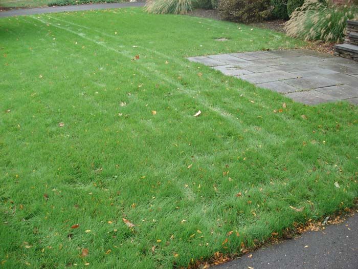 A lush green lawn next to a sidewalk and a driveway.