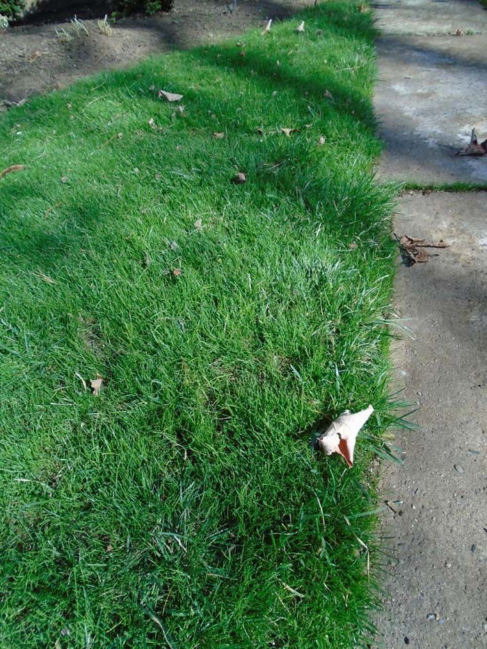 A leaf is laying on the grass next to a sidewalk.