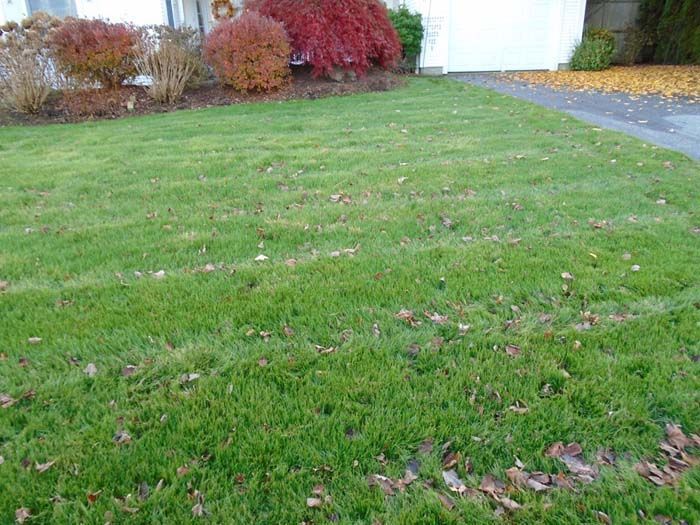 A lush green lawn with leaves on it in front of a house.
