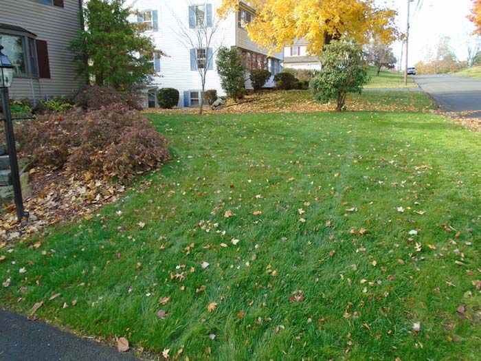 A lush green lawn with leaves on it in front of a house