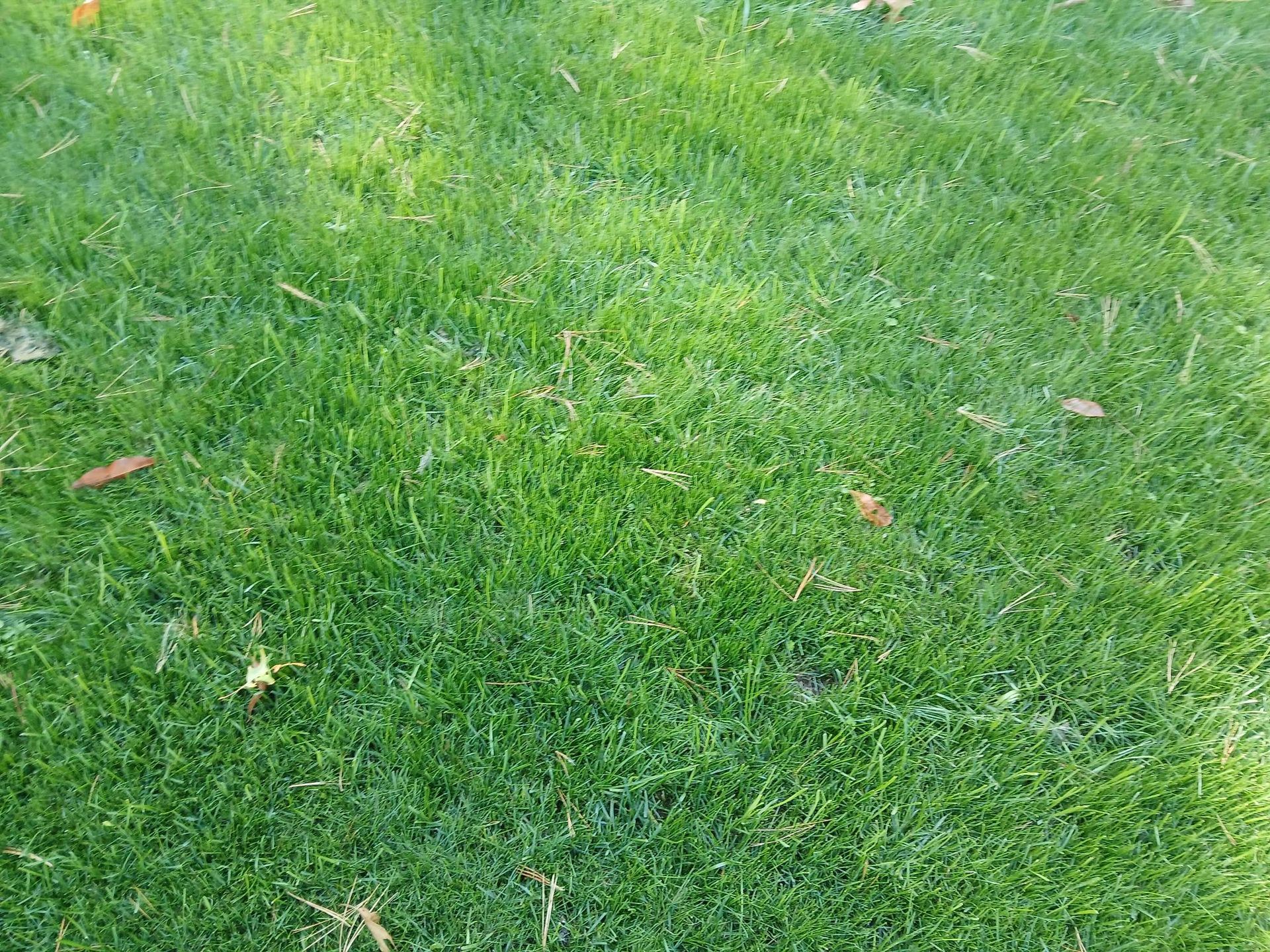 A close up of a lush green lawn with leaves on it.